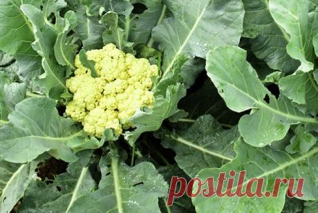 Цветную капусту сажаем прямо в грунт 
Подскажите, пожалуйста, можно ли выращивать цветную капусту безрассадным способом? Александра Самойлова, г. Курск

Бытует мнение, что в центральной части России нельзя вырастить цветную капусту безра…