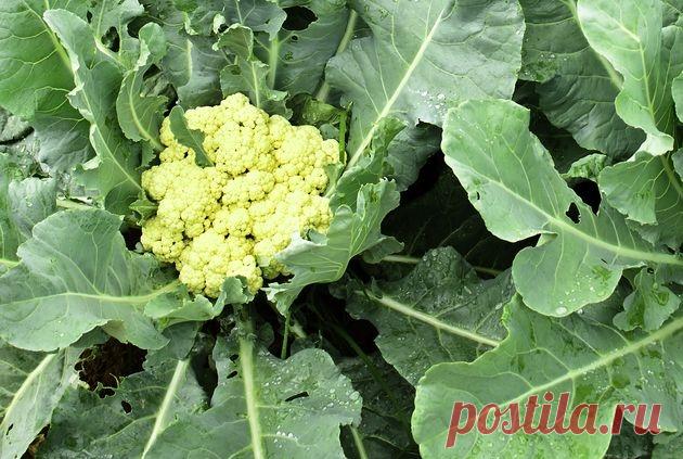 Цветную капусту сажаем прямо в грунт 
Подскажите, пожалуйста, можно ли выращивать цветную капусту безрассадным способом? Александра Самойлова, г. Курск

Бытует мнение, что в центральной части России нельзя вырастить цветную капусту безра…