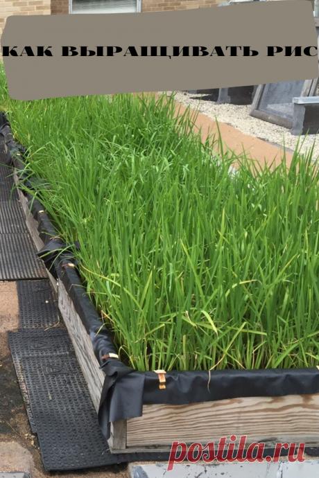 как выращивать рис