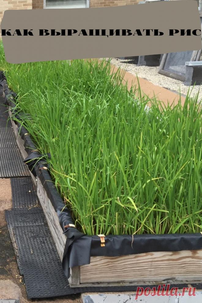 как выращивать рис