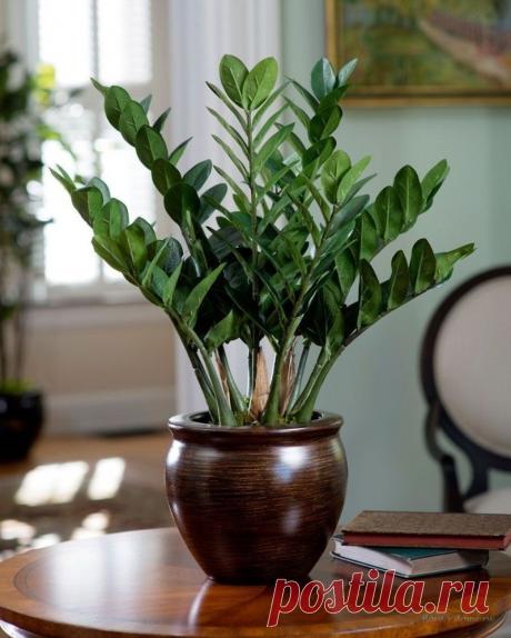 Комнатные растения, привлекающие деньги