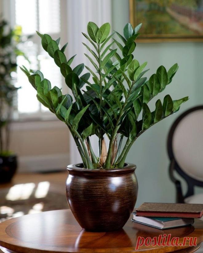 Комнатные растения, привлекающие деньги