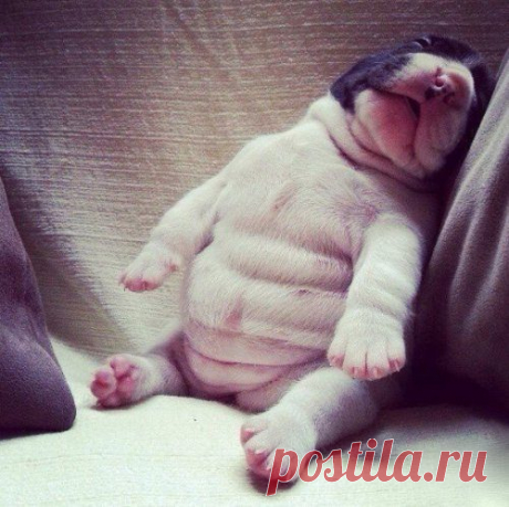 Щенки, которые сразят вас своим очарованием