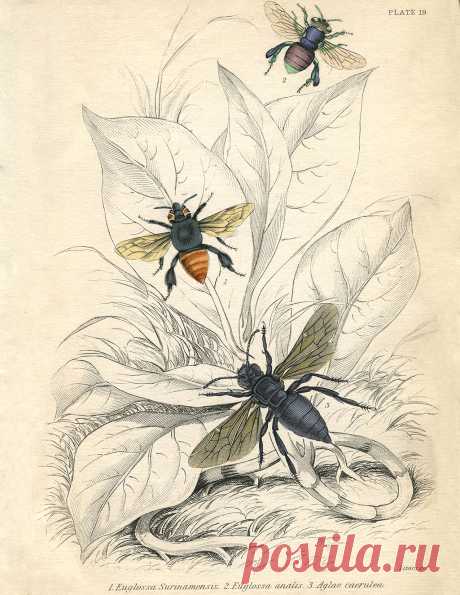 Vintage-Printable-Bees-sm-GraphicsFairy.jpg (1275×1650)