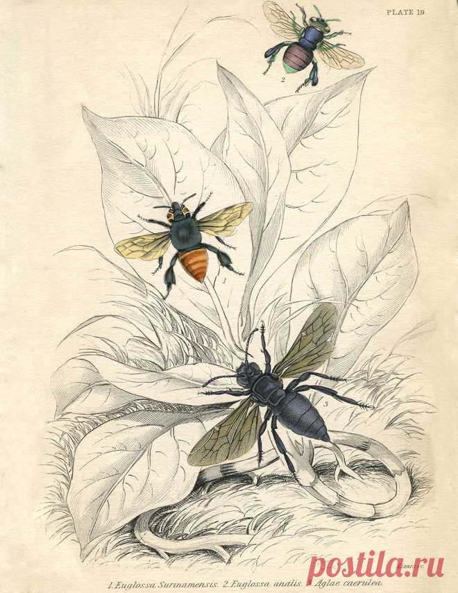 Vintage-Printable-Bees-sm-GraphicsFairy.jpg (1275×1650)