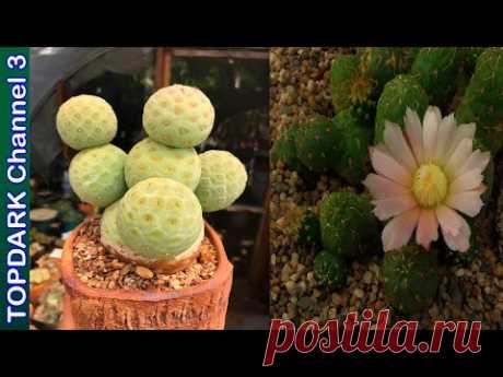 10 Lindas variedades de Tephrocactus