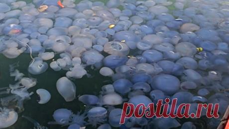 На турецком курорте произошло нашествие медуз. Туристы перестали приезжать на один из популярных турецких курортов из-за нашествия медуз. Об этом сообщает газета Turizm Ajansi. По данным СМИ, наибольшее скопление гигантских медуз наблюдают отдыхающие района Фоча в провинции Измир. ...