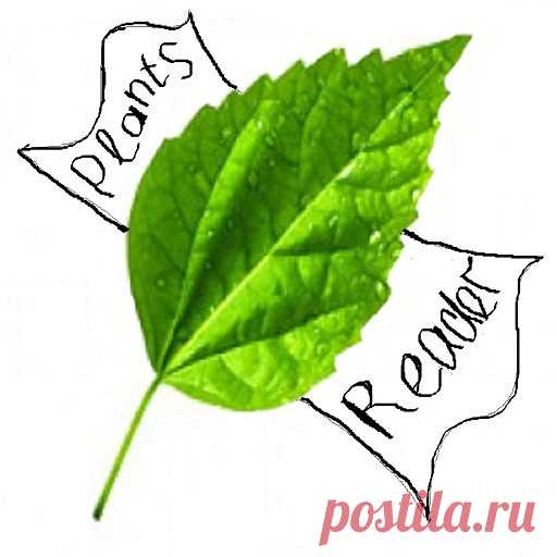 Совместимость растений |
