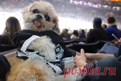 Собака Марни, которая живет насыщенной жизнью!