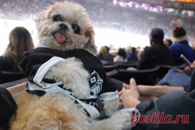 Собака Марни, которая живет насыщенной жизнью!