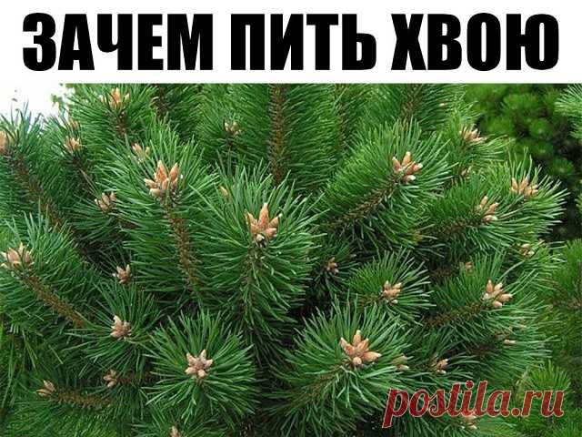 (49) Одноклассники