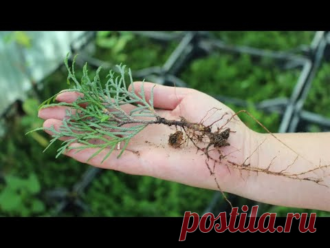 Как укоренить самые трудноукореняемые растения - метод 