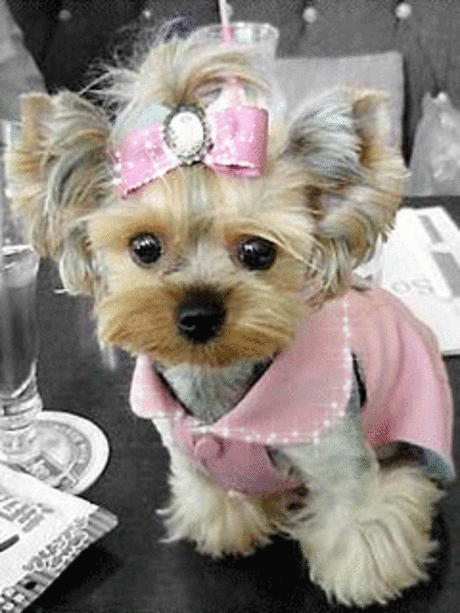 3a1e4a498a9878eee283df7bf8210b50.gif (240×320)