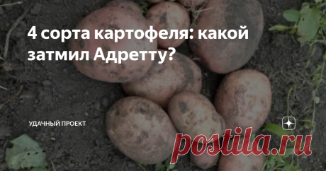 4 сорта картофеля: какой затмил Адретту? Описание сортов: Каратоп, Гала, Ароза и Адретта. Какой понравился больше.