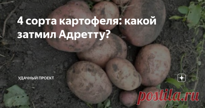 4 сорта картофеля: какой затмил Адретту? Описание сортов: Каратоп, Гала, Ароза и Адретта. Какой понравился больше.