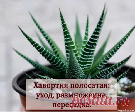 Комнатные растения. Хавортия полосатая уход, размножение, пересадка.Хавортия полосатая (Haworthia fasciata) – суккулент из рода Хавортия семейства Асфоделовые (Asphodeloideae). В естественной среде обитания её можно встретить в каменистых или песчаных засушливых районах Южной Африки.Это бесстебельное растение с розеткой...