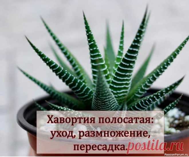 Комнатные растения. Хавортия полосатая уход, размножение, пересадка.Хавортия полосатая (Haworthia fasciata) – суккулент из рода Хавортия семейства Асфоделовые (Asphodeloideae). В естественной среде обитания её можно встретить в каменистых или песчаных засушливых районах Южной Африки.Это бесстебельное растение с розеткой...