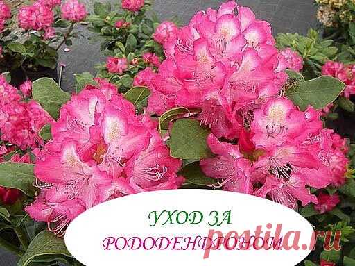 УХОД ЗА РОДОДЕНДРОНОМ 
Об условиях посадки и уходе за ним - все, что важно знать в первую очередь  
Лучшим временем для посадки рододендронов является весна. Нужно помнить, что в природных условиях рододендроны растут на кислых, рыхлых, богатых перегноем, водопроницаемых почвах. Поэтому лучший субстрат для него должен состоять из смеси листовой земли, торфа, опада хвойниковов с добавлением минерального удобрения. 
Рододендроны имеют чувствительную корневую систему. Поэтому вокруг