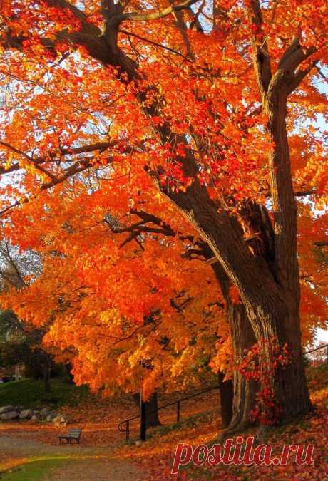 Orange Tree Print by Suzanne DeGeorge