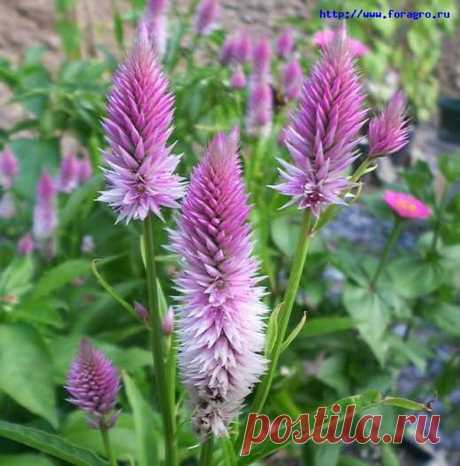 ЦВЕТОК ***ЦЕЛОЗИЯ*** Для Вас, дорогие!!!