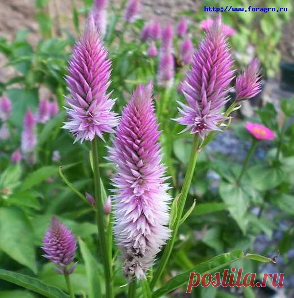 ЦВЕТОК ***ЦЕЛОЗИЯ*** Для Вас, дорогие!!!