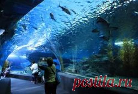 Фото Подводный мир | Паттайя, Таиланд | Турпром