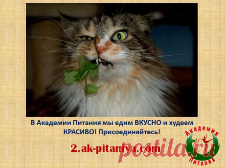 Научим питаться правильно и худеть красиво! Набор в Группу Поддержки продолжается! Записаться можно у тренера https://2.ak-pitaniya.com/