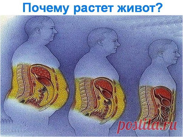 Как бороться с ЖИВОТОМ....