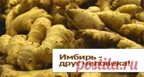 Главная :: Имбирь чудо-корень