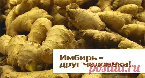 Главная :: Имбирь чудо-корень
