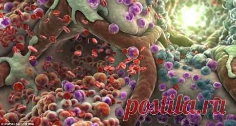 ЖИЗНЬ ВНУТРИ ЧЕЛОВЕЧЕСКОГО ТЕЛА