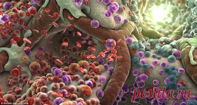 ЖИЗНЬ ВНУТРИ ЧЕЛОВЕЧЕСКОГО ТЕЛА