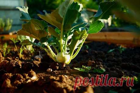 Как просто избавить Ваш огород от тли, паутинного клеща, луковой и морковной мухи. Личный опыт | Блоги о даче и огороде, рецептах, красоте и правильном питании, рыбалке, ремонте и интерьере