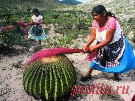 Кактус тоже кардер =)