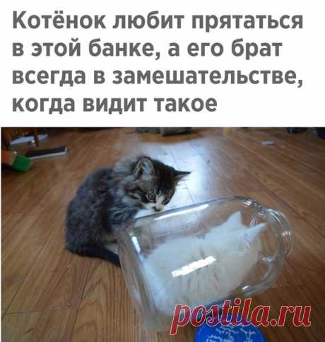 Интересный Мир / Вики Бот