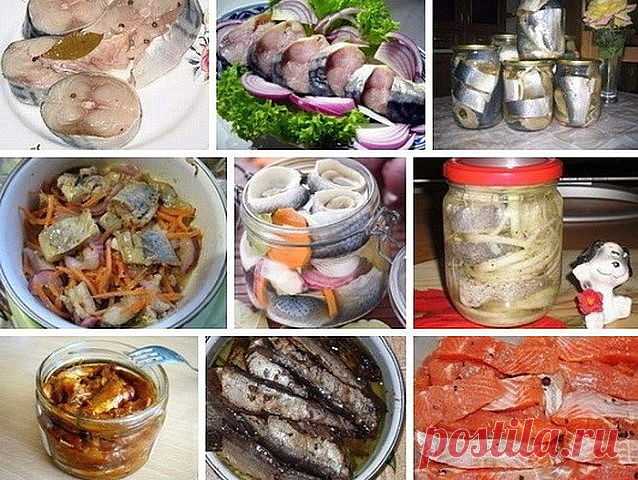 Солёная, маринованная, копчёная рыбка легко!
Самые вкусные рецепты!

1. СКУМБРИЯ ЗА ТРИ МИНУТЫ!
▬▬▬▬▬▬▬▬▬▬▬▬▬▬▬▬▬▬▬▬▬▬▬▬▬▬▬▬
