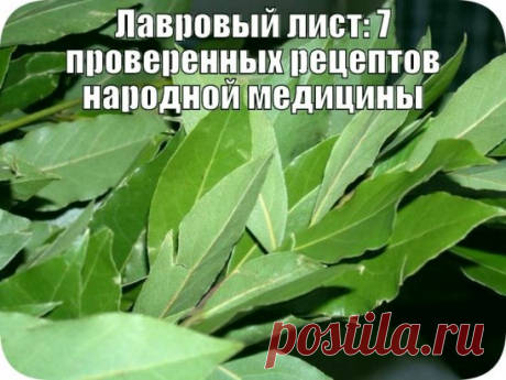 Ангина.
Измельчите 5 листьев и залейте 0,5 л воды. Поставьте на огонь, слегка прокипятите 3 минуты. Отвар остудите, процедите и используйте для полосканий.
Псориаз.
5 измельченных листьев залейте 1 стаканом кипятка, настаивайте в термосе 2 часа, процедите. Пейте по 2 ст. ложки 3 раза в день перед едой. Принимайте периодически короткими курсами по 7 дней.
Отит.
2 ст. ложки измельченных листьев залейте 1 стаканом кипятка, настаивайте, укутав, 2 часа, процедите. При выделения...