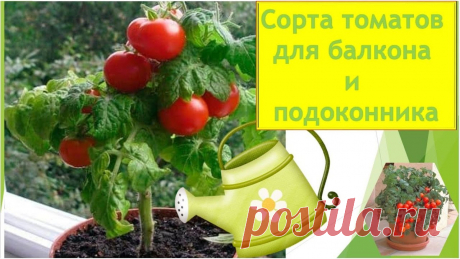 Семена томатов для балкона и подоконника. Комнатные томаты - новые сорта