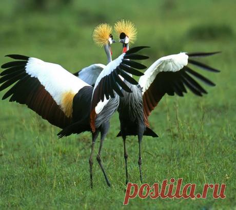 Венценосные журавли
