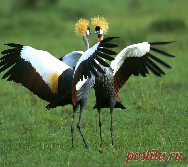 Венценосные журавли