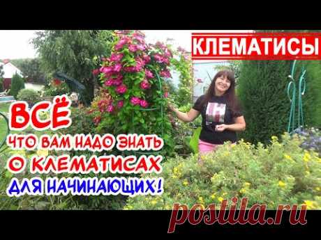 Какие КЛЕМАТИСЫ посадить? Лучшие СОРТА КЛЕМАТИСОВ для начинающих! Группы обрезки. Посадка и уход.