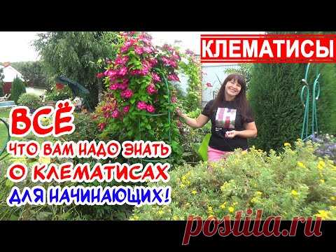 Какие КЛЕМАТИСЫ посадить? Лучшие СОРТА КЛЕМАТИСОВ для начинающих! Группы обрезки. Посадка и уход.