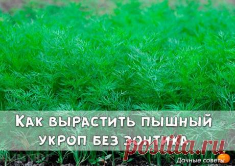 Как вырастить пышный укроп без зонтика
 
Бывают специальные сорта укропа, которые растут пышными кустиками и долго не цветут. Они отлично подойдут "на еду" - в салаты, супы и вторые блюда. К таким сортам относятся:
 
Салют
Буян
Аллигатор
Дилл
Амазон
 
Есть сорта которые выдают немного листиков и быстро пускаются в цветение. Они нужны нам для засолки огурцов и помидоров. Самые популярные так называемые зонтичные сорта:
 
Дальний
Грибовский
Зонтик
Гренадер
Карлик
 
Сегодня я вам