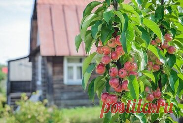 Как правильно сажать колоновидные яблони Содержание. Сроки посадки. Выбор и подготовка саженца. Выбор места. Подготовка ямы. Схема посадки. Посадка. Дальнейший уход. Колоновидные яблони отличаются компактность кроны. Они почти не имеют боковых ветвей, а плоды располагаются вдоль ствола. Необыкновенный вид этих деревьев обширно используется в ландшафтном дизайне небольших дачных участков.
