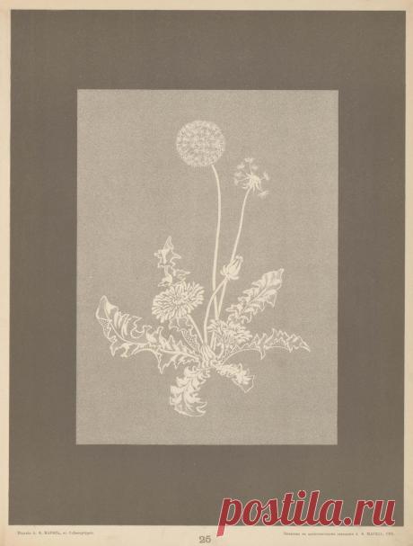 Книга - "Вышивка ( 1905 г)".