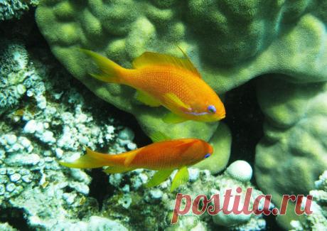 сказочные окуньки | National Geographic Россия