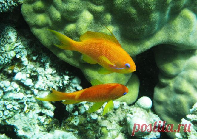 сказочные окуньки | National Geographic Россия