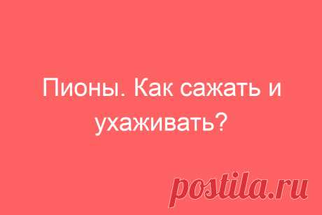 Пионы. Как сажать и ухаживать?