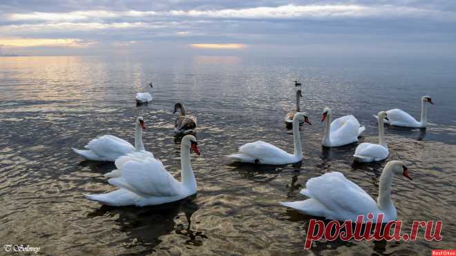 Фото: Утренняя нежность. Фотограф Татьяна Соловей. Природа. Фотосайт Расфокус.ру