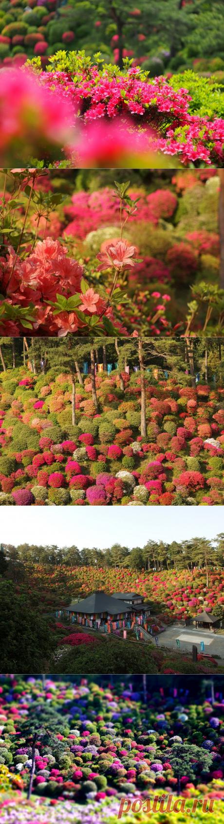 Долина азалий с буддийским храмом